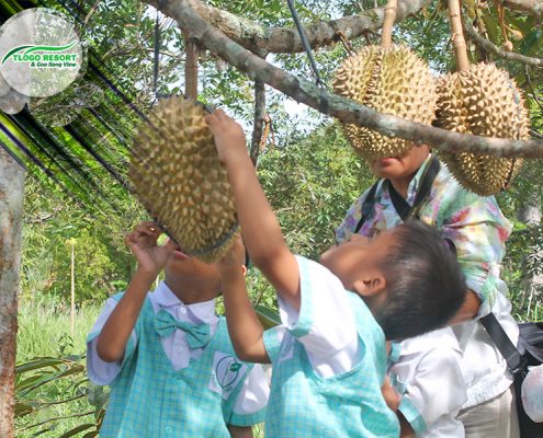 wisata-agro-tlogo-resort-web-support-develop-by-duaide-outbound-perkebunan-durian-2