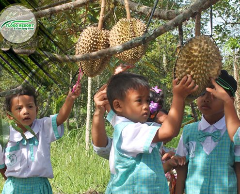 wisata-agro-tlogo-resort-web-support-develop-by-duaide-outbound-perkebunan-durian