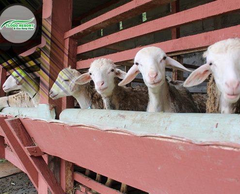 wisata-agro-tlogo-resort-web-support-develop-by-duaide-peternakan-domba-kambing